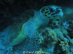 my first trip to the red sea using my fantasea big eye le... by Daryl Parker 
